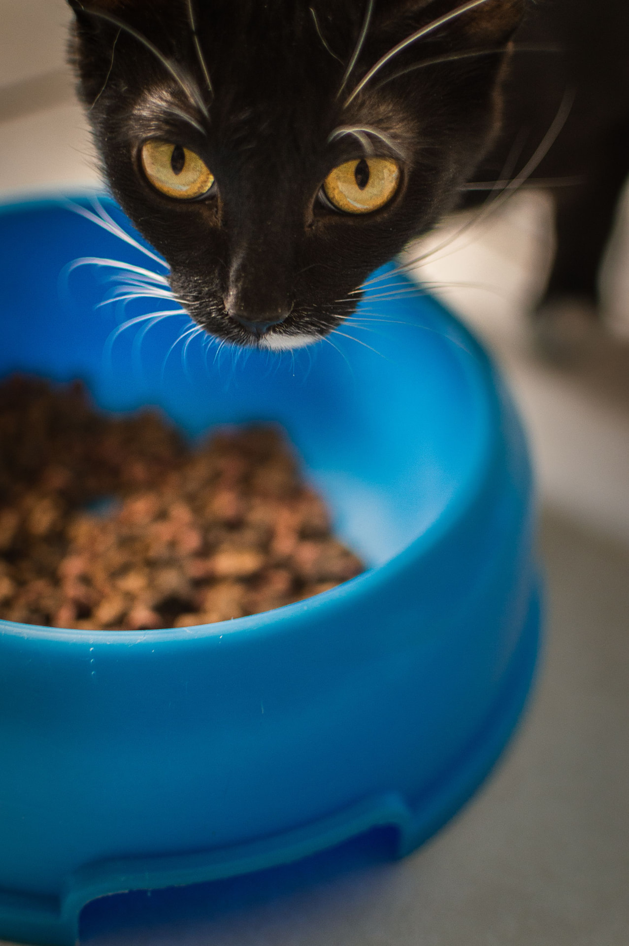 A black cat with yellow eyes leaning over a blue bowl filled with dry cat food