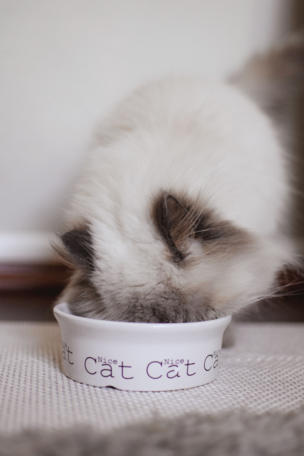 Indoor cat beside wet and dry cat food