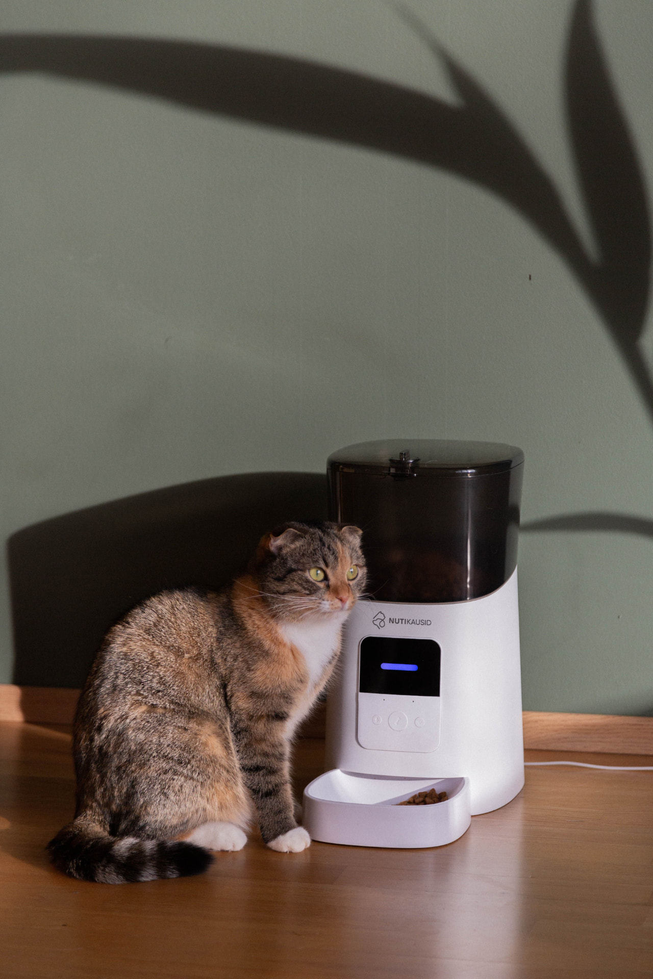 Indoor cat beside an automatic cat feeder