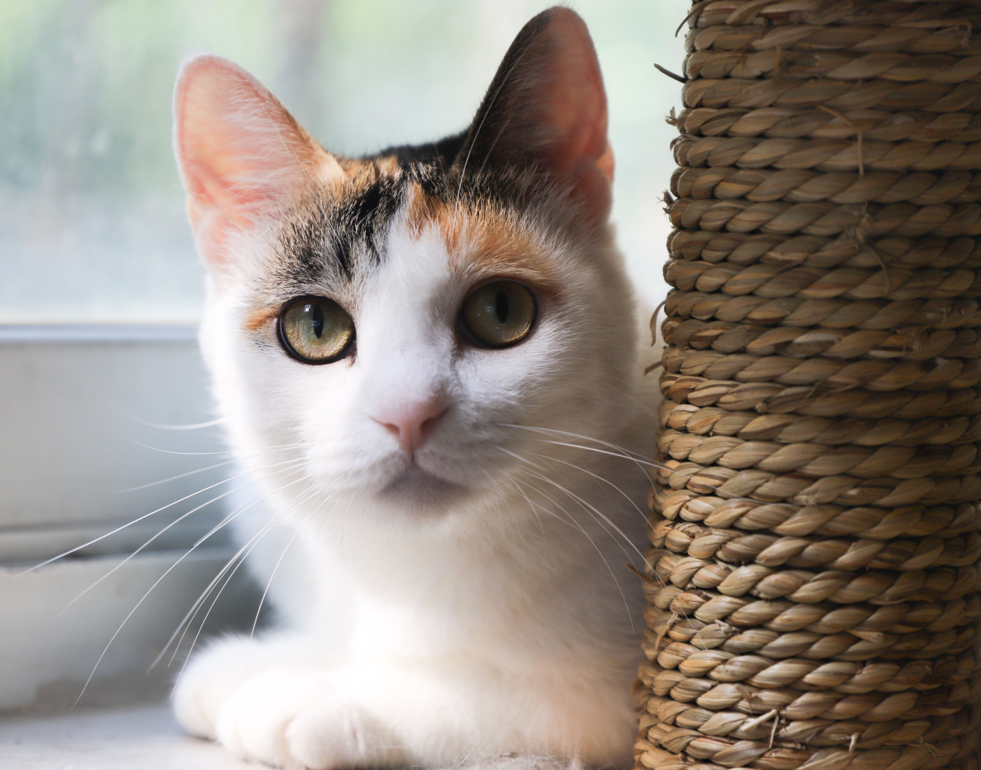 Happy indoor cat relaxing in an enriched home
