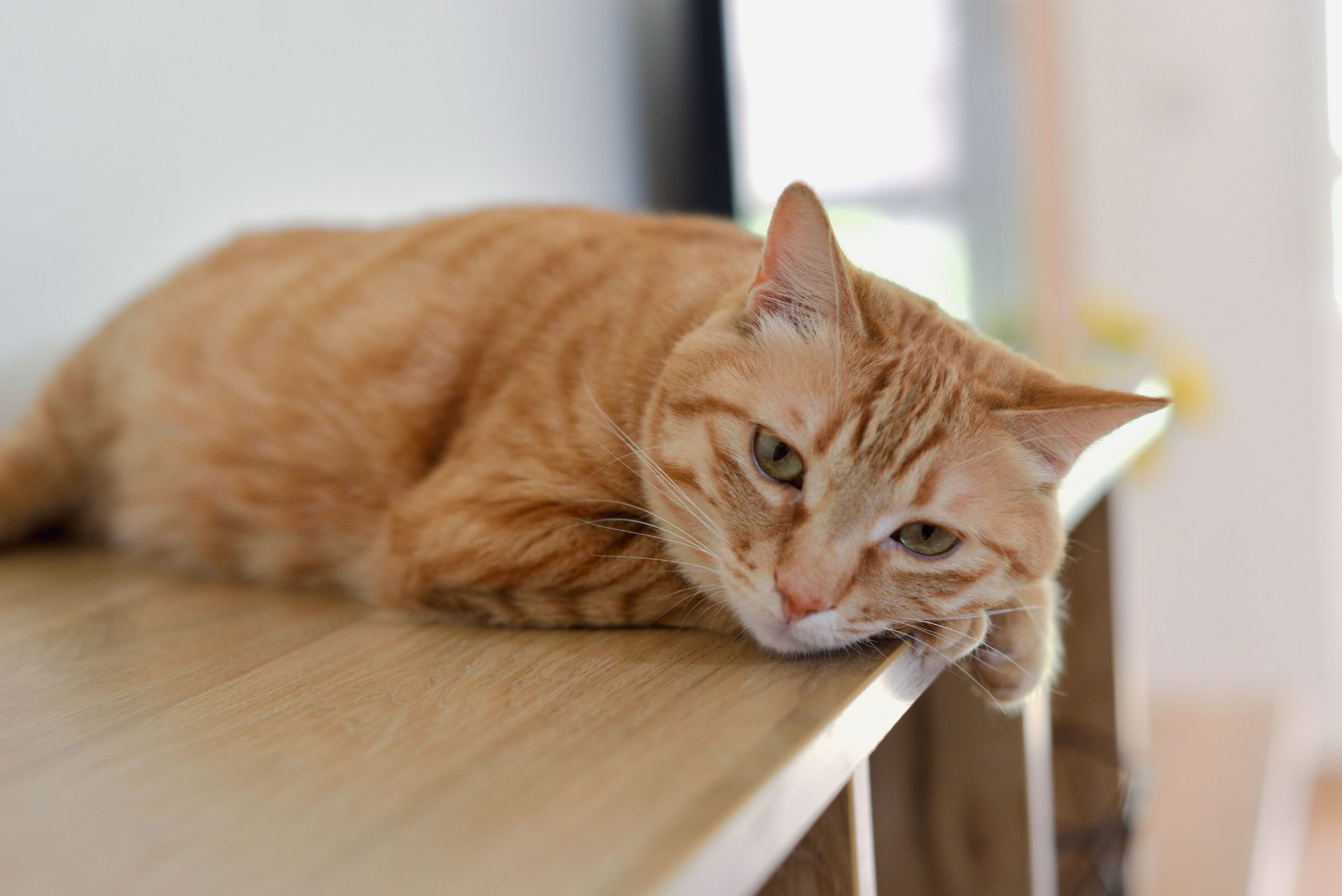 Indoor cat resting at home