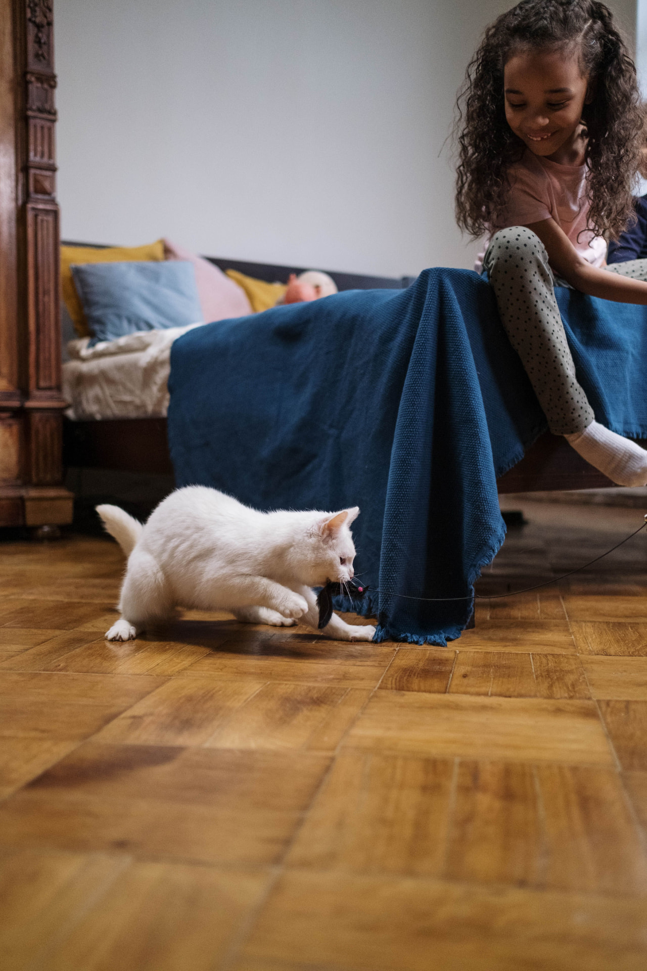 Owner playing with an indoor cat using a wand toy