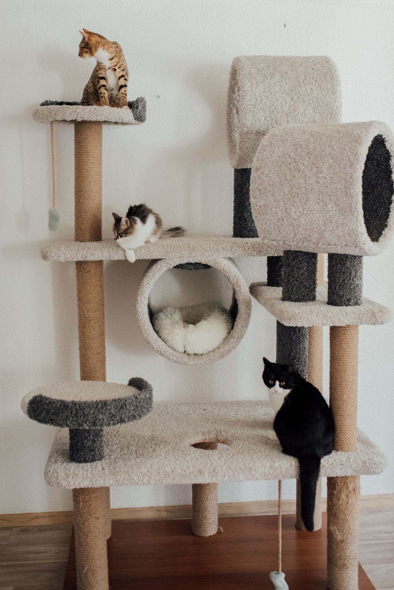 Cat tree placed inside a home near a window