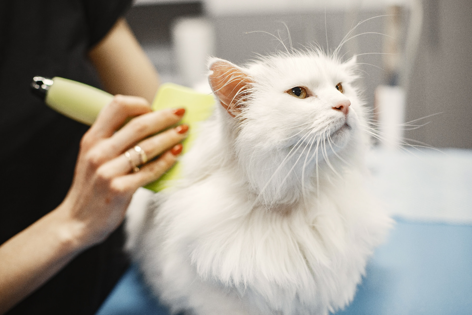 Flea comb being used to check a cat for fleas