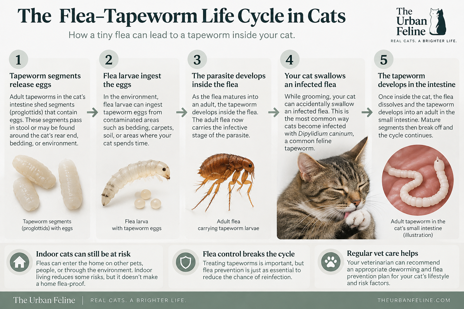 Five-step flea and tapeworm life cycle in cats infographic