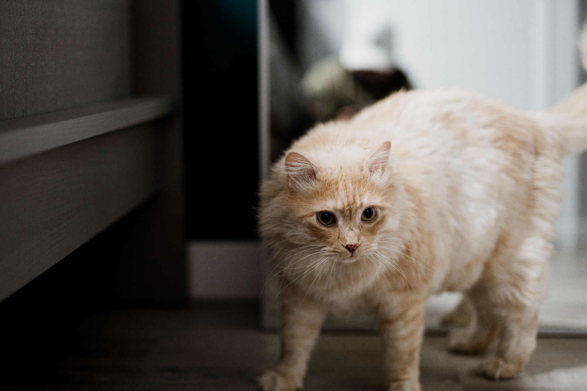 Cat health article about intestinal worms and tapeworms